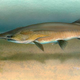 Image for article titled The ancestor of almost all vertebrates could sense electricity